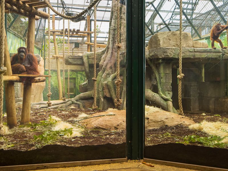 Serre Tropicale des Chimpanzés et Orangs-outans - Territoires - ZooParc de Beauval
