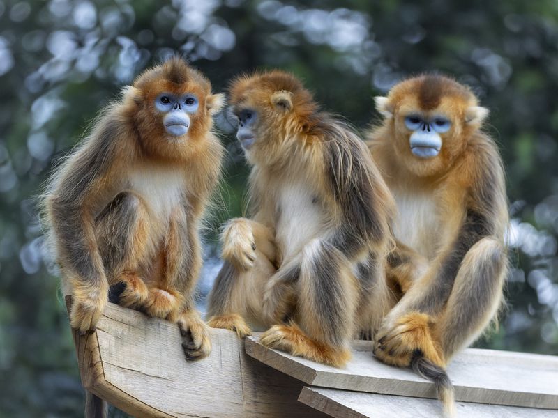 Singe doré - Animaux extraordinaires du ZooParc Singe doré - Animaux extraordinaires du ZooParc