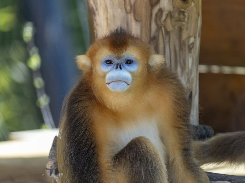 Singe doré - Animaux extraordinaires du ZooParc Singe doré - Animaux extraordinaires du ZooParc