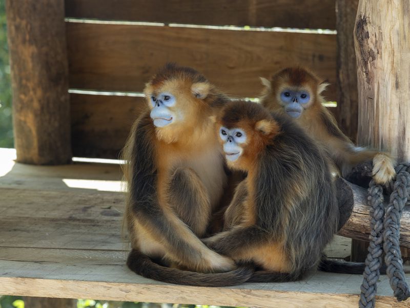Singe doré - Animaux extraordinaires du ZooParc Singe doré - Animaux extraordinaires du ZooParc
