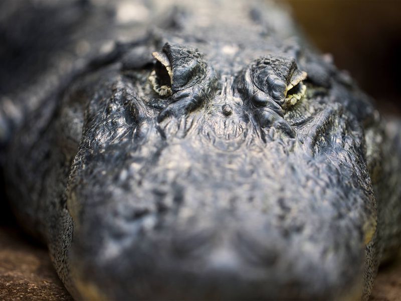 Alligator du Mississipi - Animaux extraordinaires du ZooParc Alligator du Mississipi - Animaux extraordinaires du ZooParc