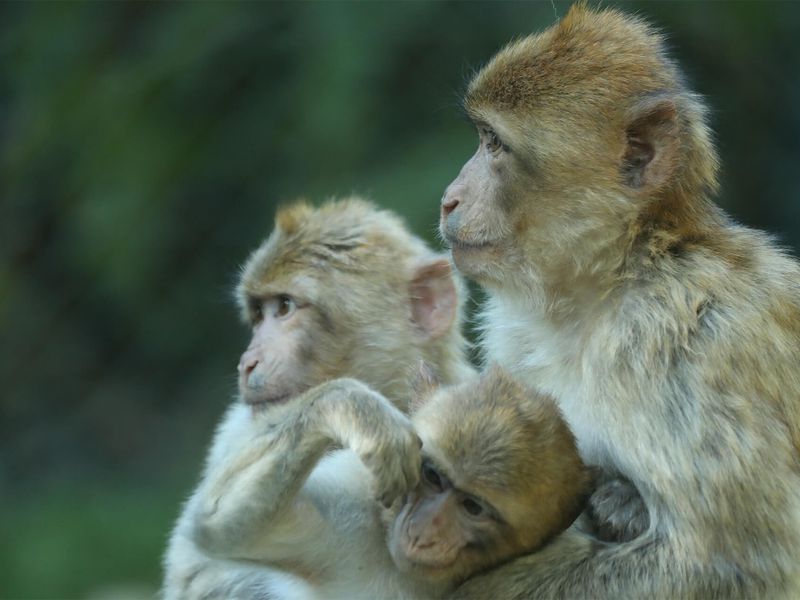 Magots - Animaux extraordinaires du ZooParc