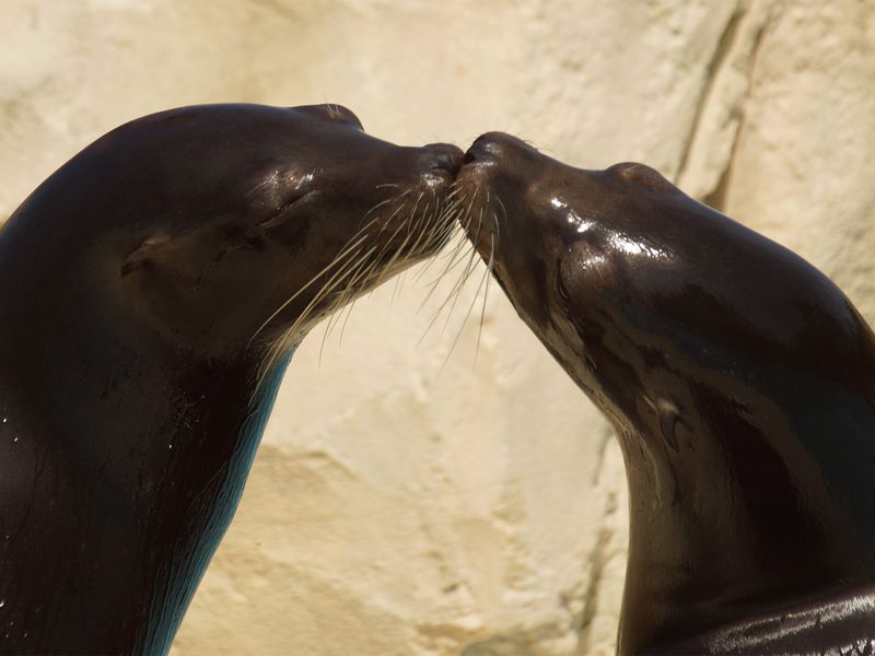 Otaries - Animaux extraordinaires du ZooParc Otaries - Animaux extraordinaires du ZooParc