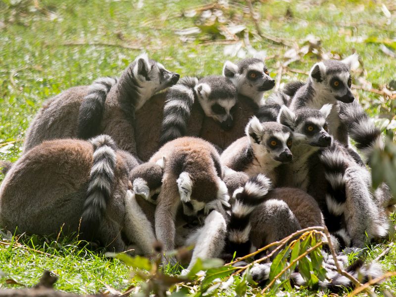 Makis cattas - Animaux extraordinaires du ZooParc