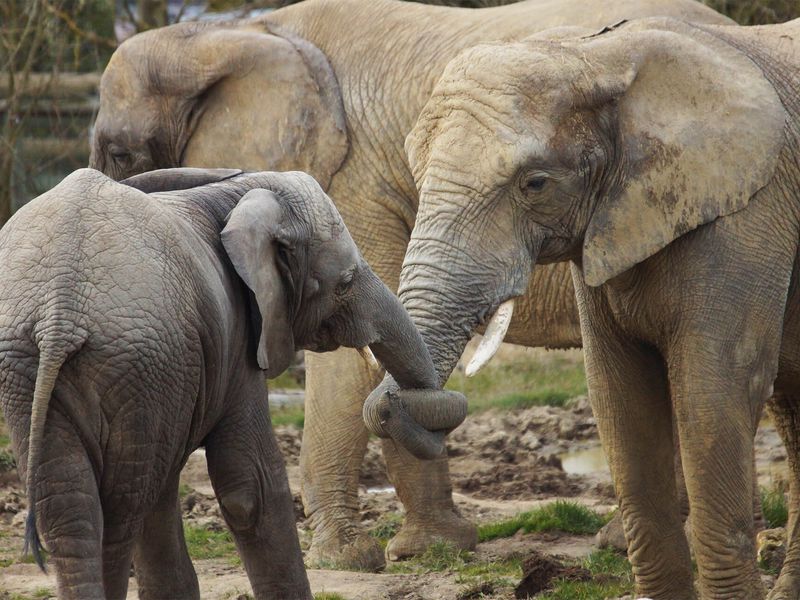 Éléphants d'Afrique - Animaux extraordinaires du ZooParc