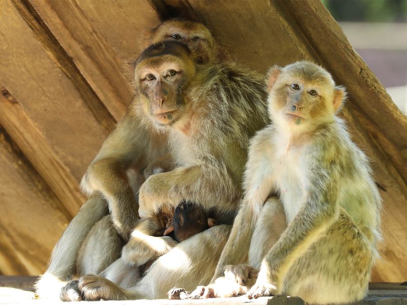 Magots - Animaux extraordinaires du ZooParc