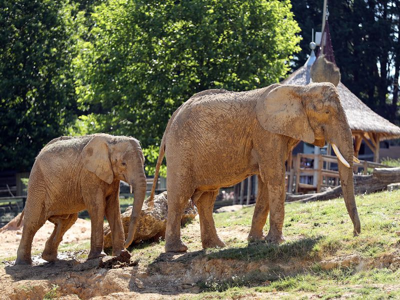 Éléphants d'Afrique - Animaux extraordinaires du ZooParc