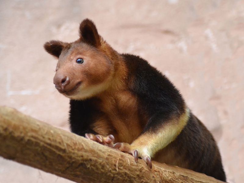 Kangourou arboricole - Animaux extraordinaires du ZooParc Kangourou arboricole - Animaux extraordinaires du ZooParc