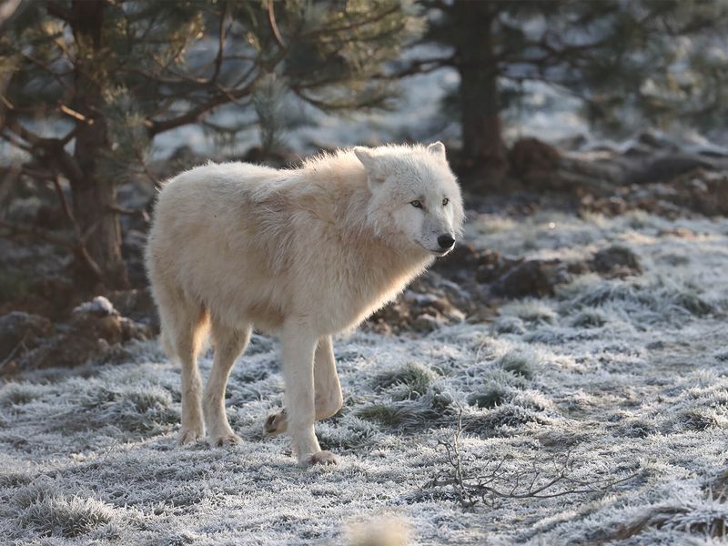 Loup arctique - Animaux extraordinaires du ZooParc