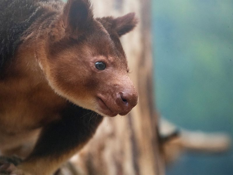 Dendrolague de Goodfellow - Animaux extraordinaires du ZooParc Dendrolague de Goodfellow - Animaux extraordinaires du ZooParc