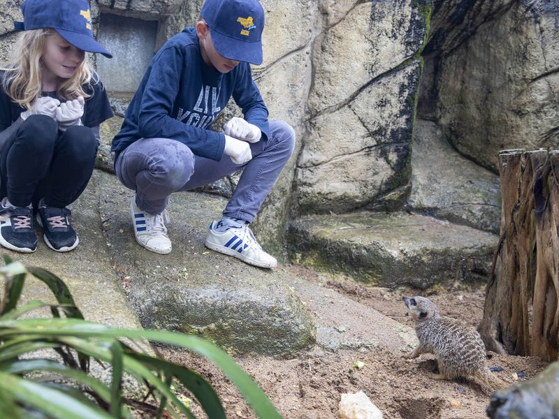 S'approcher des suricates - Activité Soigneur d'un Jour junior - ZooParc de Beauval S'approcher des suricates - Activité Soigneur d'un Jour junior - ZooParc de Beauval