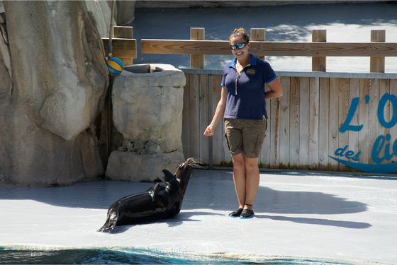 Acrobaties d'une otarie - Spectacle - L'Odyssée des Lions de Mer Acrobaties d'une otarie - Spectacle - L'Odyssée des Lions de Mer
