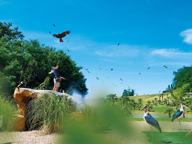 Les spectacles d'oiseaux et d'otaries - Venir en famille - Saison automne - ZooParc de Beauval