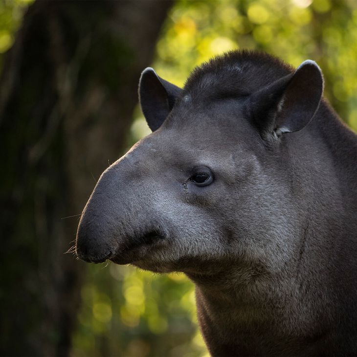 Tapir terrestre - Animaux extraordinaires du ZooParc