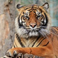 Tigre de Sumatra - Animaux extraordinaires du ZooParc