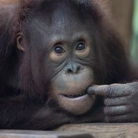 Orang-outan - Animaux extraordinaires du ZooParc