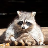 Raton laveur - Animaux extraordinaires du ZooParc