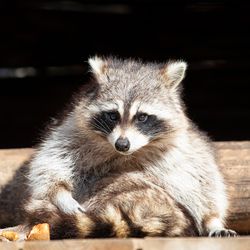 Raton laveur - Animaux extraordinaires du ZooParc