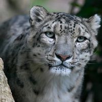Panthère des neiges - Animaux extraordinaires du ZooParc