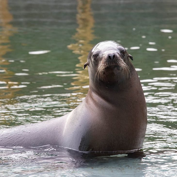 Otarie de Californie - Animaux extraordinaires du ZooParc