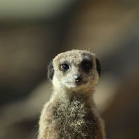 Suricate - Animaux extraordinaires du ZooParc