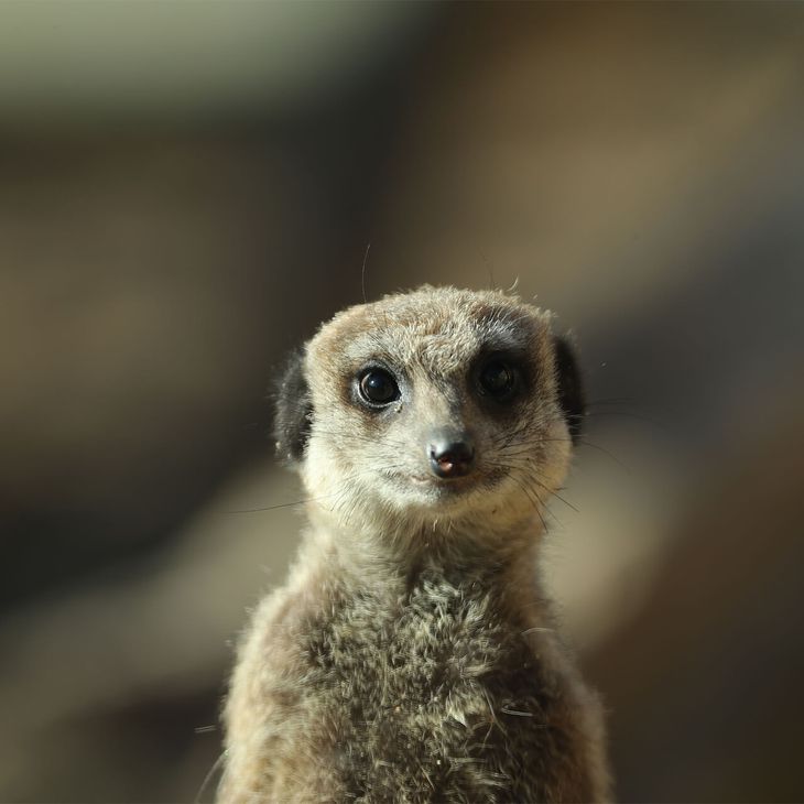 Suricate - Animaux extraordinaires du ZooParc