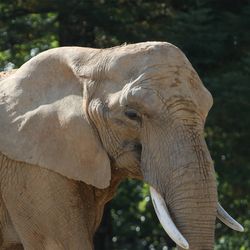 Éléphant d'Afrique - Animaux extraordinaires du ZooParc