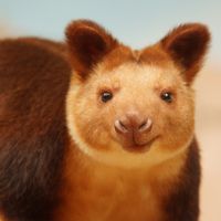 Dendrolague de Goodfellow - Animaux extraordinaires du ZooParc