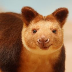 Dendrolague de Goodfellow - Animaux extraordinaires du ZooParc