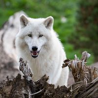 Loup arctique - Animaux extraordinaires du ZooParc