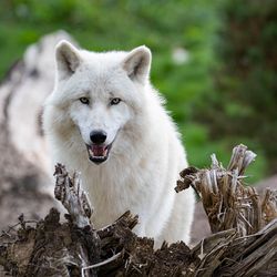 Loup arctique - Animaux extraordinaires du ZooParc