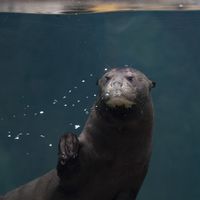 Loutre géante - Animaux extraordinaires du ZooParc