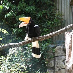 Calao rhinocéros - Animaux extraordinaires du ZooParc