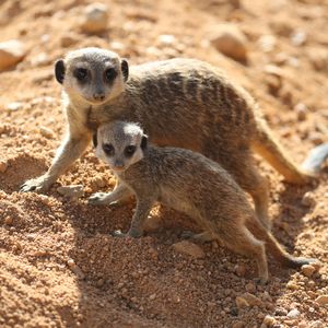 Suricates