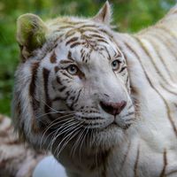 Tigre blanc - Animaux extraordinaires du ZooParc