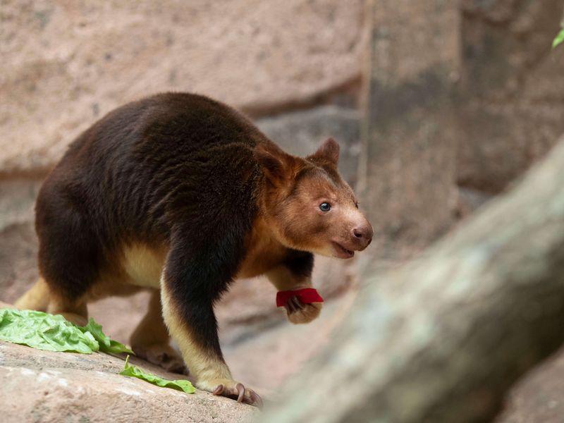 Dendrolague de Goodfellow - Animaux extraordinaires du ZooParc Dendrolague de Goodfellow - Animaux extraordinaires du ZooParc