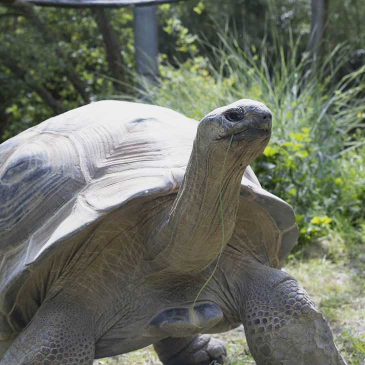 Tortue géante d'Aldabra - Animaux extraordinaires du ZooParc