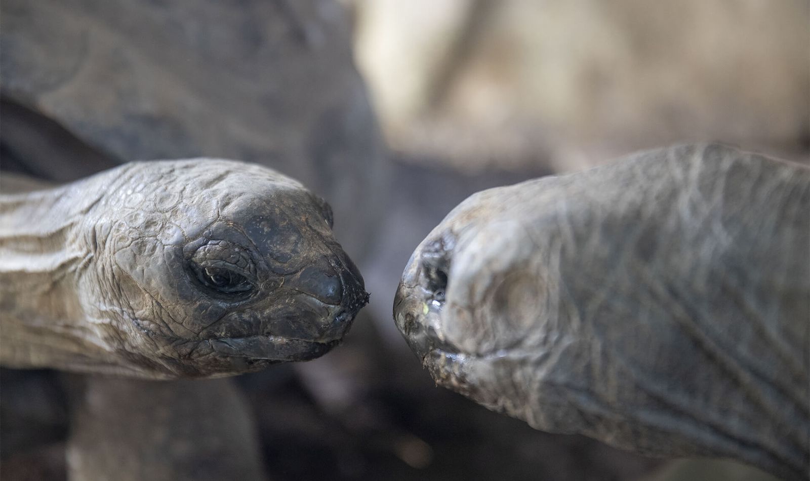 Tortue géante d'Aldabra - Animaux extraordinaires du ZooParc