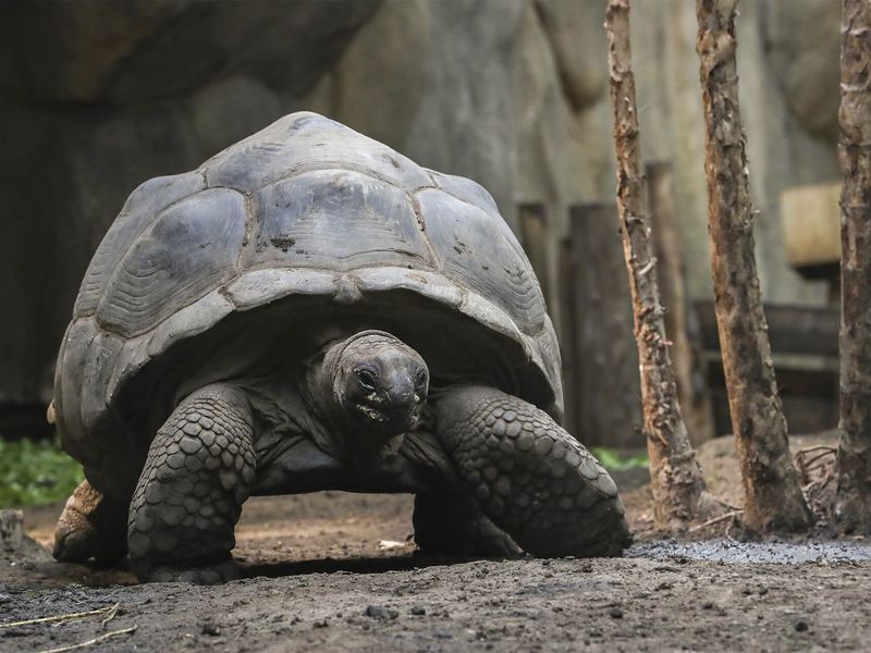 Tortue géante d'Aldabra - Animaux extraordinaires du ZooParc Tortue géante d'Aldabra - Animaux extraordinaires du ZooParc