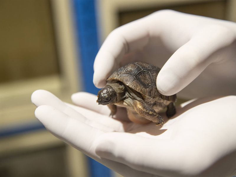 Tortue géante d'Aldabra - Animaux extraordinaires du ZooParc Tortue géante d'Aldabra - Animaux extraordinaires du ZooParc