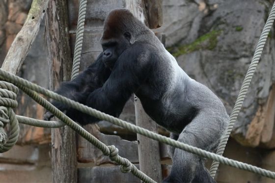 Des nouvelles d’Asato : un transfert maîtrisé et une acclimatation en douceur