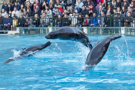 L'Odyssée des Lions de Mer - Spectacle d'otaries - Vacances en famille au ZooParc de Beauval