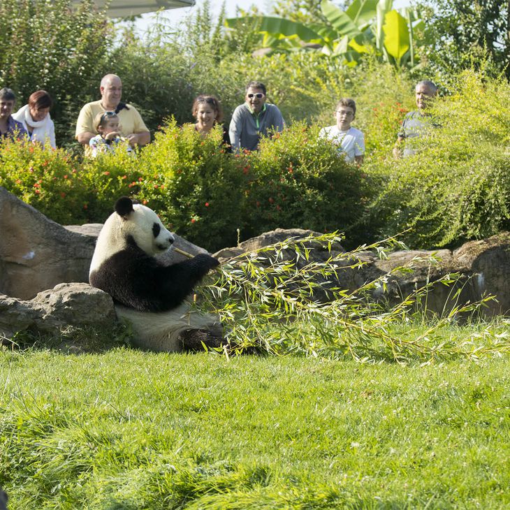 Visiteurs devant un panda géant - Vacances en famille au ZooParc de Beauval