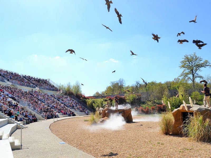 Représentation Les Maîtres des Airs - ZooParc de Beauval