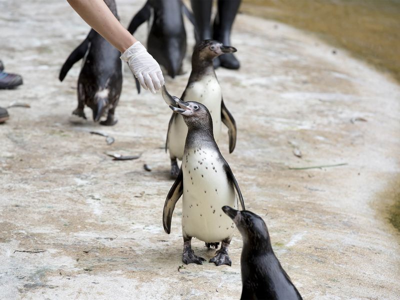 Venir à Beauval en été - Activité Soigneur d'un Jour - ZooParc de Beauval Venir à Beauval en été - Activité Soigneur d'un Jour - ZooParc de Beauval