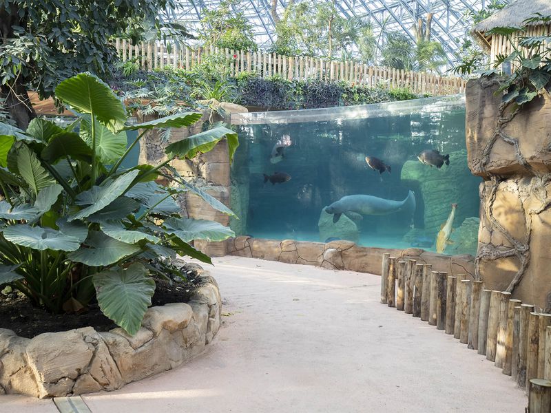 Intérieur du Dôme Équatorial devant le bassin des lamantins - Venir en famille - Saison hiver - ZooParc de Beauval Intérieur du Dôme Équatorial devant le bassin des lamantins - Venir en famille - Saison hiver - ZooParc de Beauval
