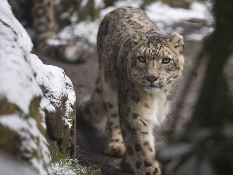 Panthère des neiges sous la neige - Venir en famille - Saison hiver - ZooParc de Beauval Panthère des neiges sous la neige - Venir en famille - Saison hiver - ZooParc de Beauval