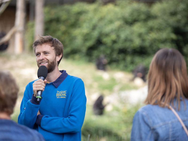 Échange avec un animateur pédagogique devant les gorilles - Venir en famille - Saison hiver - ZooParc de Beauval Échange avec un animateur pédagogique devant les gorilles - Venir en famille - Saison hiver - ZooParc de Beauval