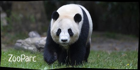 Visite du ZooParc de Beauval