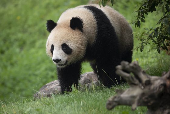 Panda géant - Week-end en famille au ZooParc de Beauval
